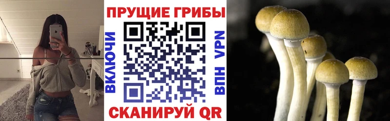 Галлюциногенные грибы Cubensis  Темников 